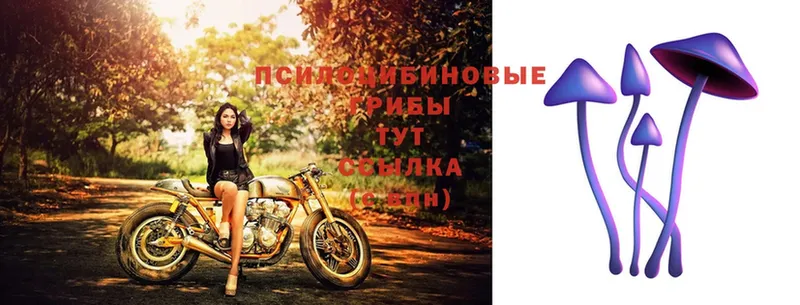 Галлюциногенные грибы прущие грибы МЕГА как войти Балей